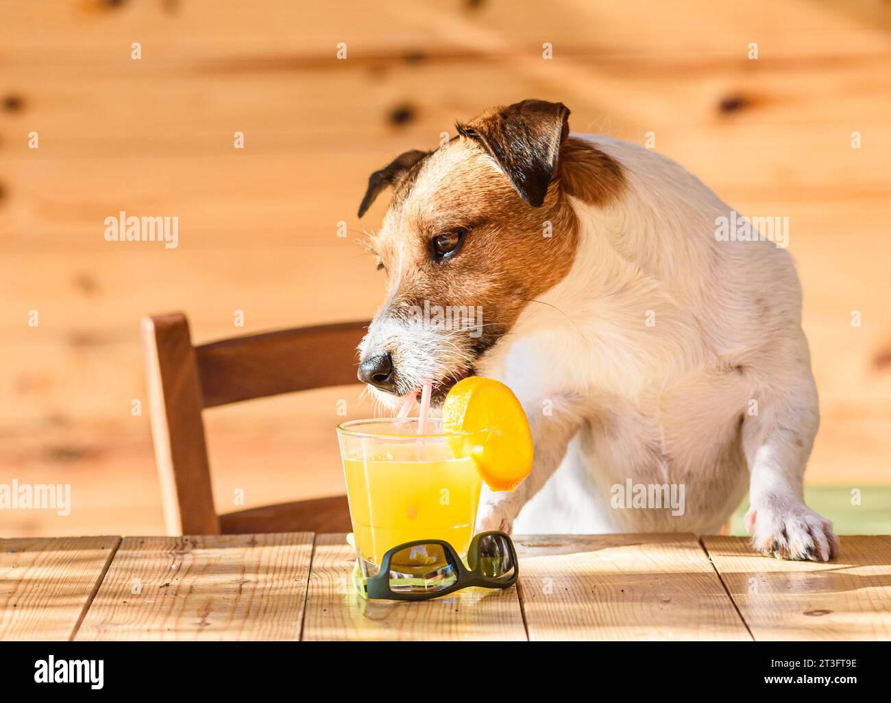 Dog trying to drink orange juice through drinking straw Stock Photo Alamy