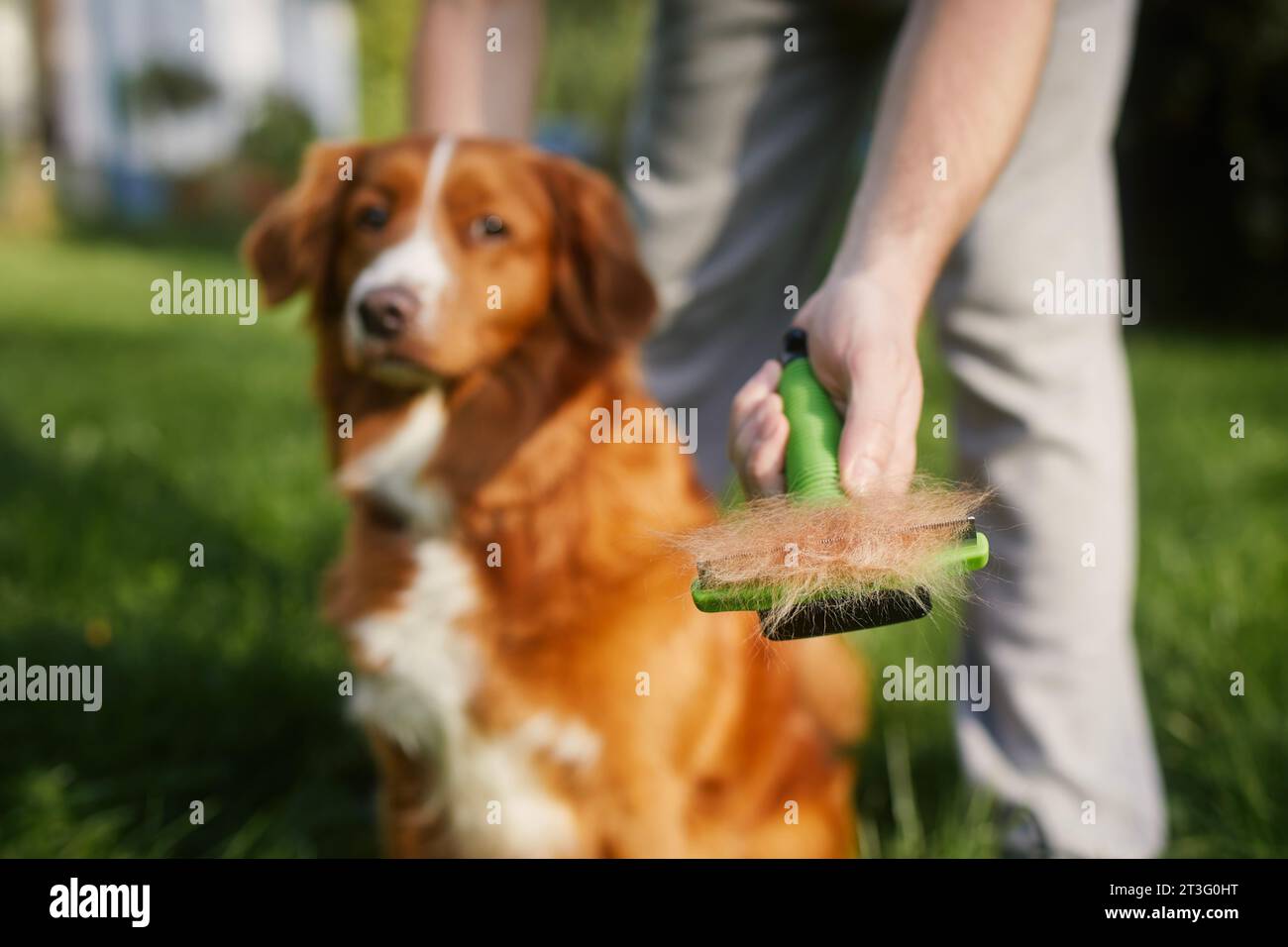 Routine dog care. Pet owner is brushing fur of his retriever. Stock Photo