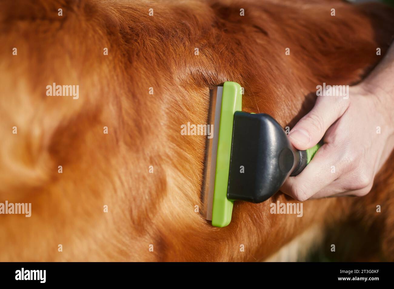 Routine dog care. Pet owner is brushing fur of his retriever. Stock Photo