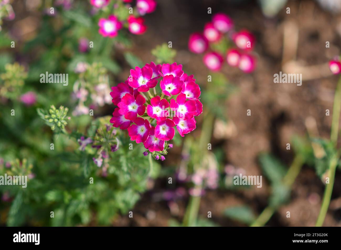 Bed verbena bonariensis in hi-res stock photography and images - Alamy