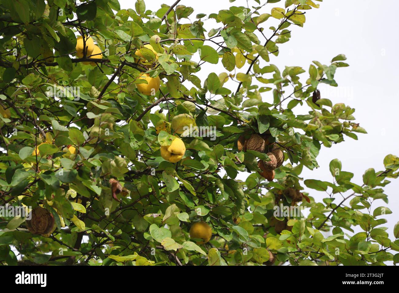 Bluetengrund Naumburg 22.10.2023, Naumburg, Quitten an einem Baum *** Bluetengrund Naumburg 22 10 2023, Naumburg, quinces on a tree Credit: Imago/Alamy Live News Stock Photo