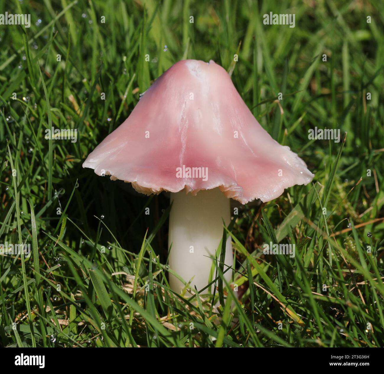 Porpolomopsis calyptriformis - Pink Waxcap - Macro Stock Photo