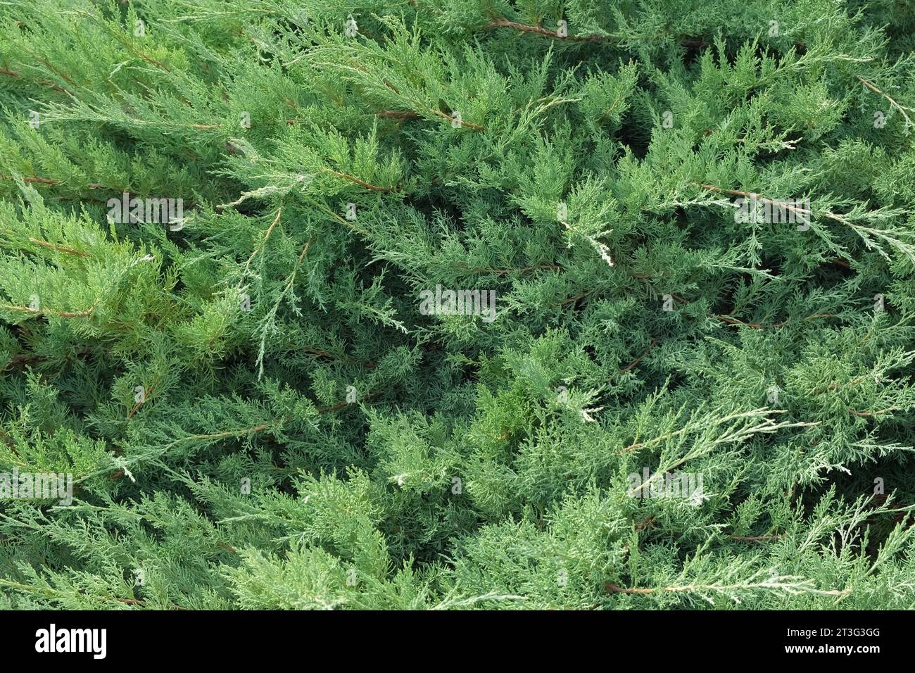 Cypress genus Juniper medium Gold Kissen in the yard pathway. Landscaping, path design. Decorative conifer Evergreen Juniperus squamata Green Carpet. Stock Photo