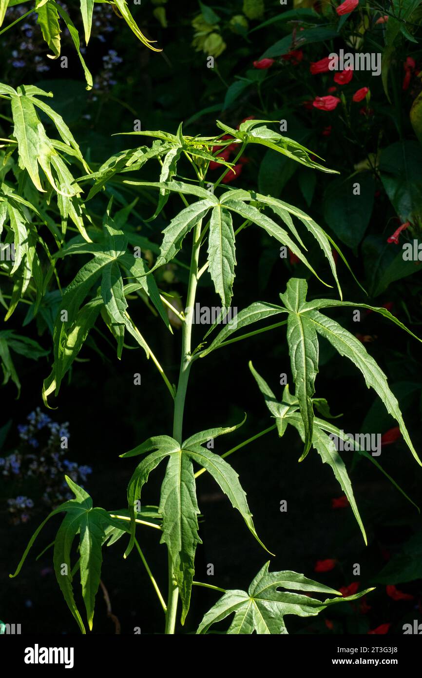 Spinnenblume, Cleome spinosa, mit Cannabis ähnlichem Duft und Aussehen Stock Photo