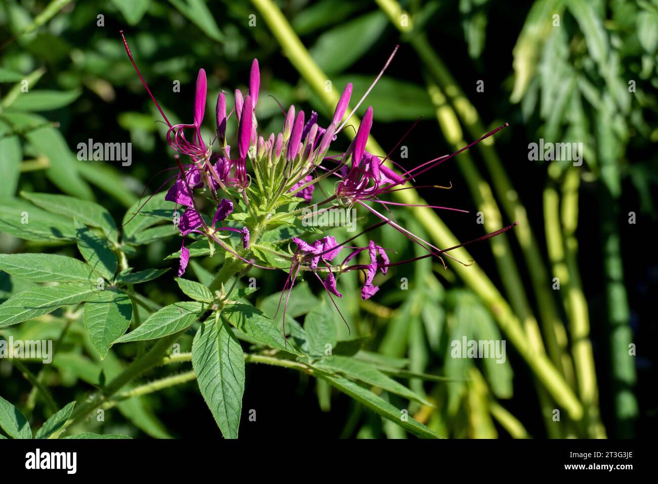 lila Spinnenblume Blüte, Cleome spinosa, mit Cannabis ähnlichem Duft und Aussehen Stock Photo