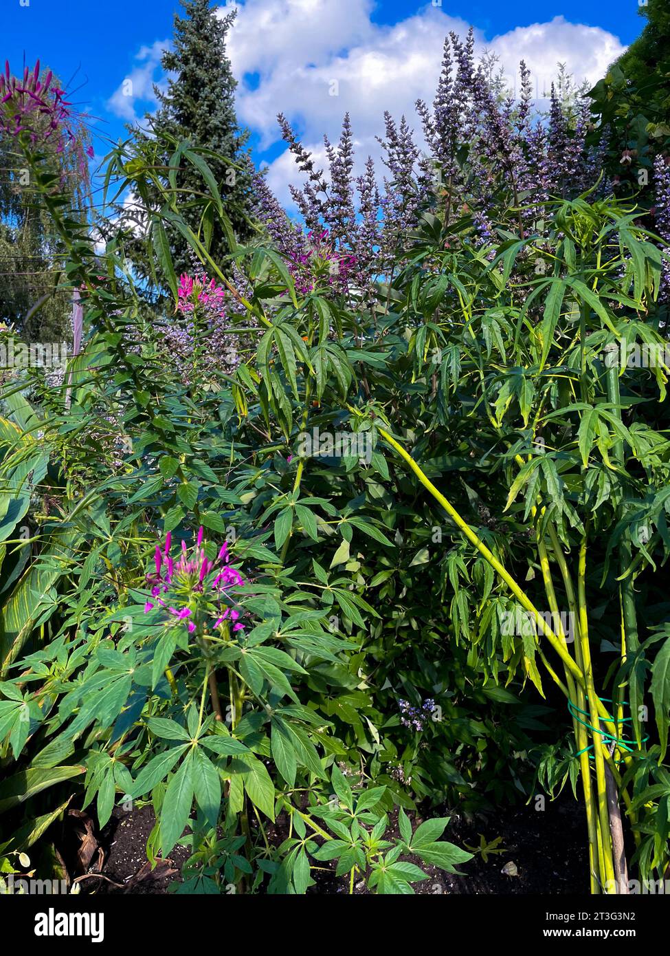 lila Spinnenblume Blüte, Cleome spinosa, mit Cannabis ähnlichem Duft und Aussehen Stock Photo