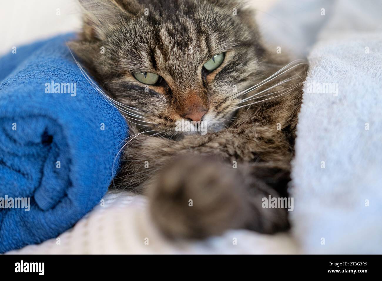 Happy Cat sleeping and resting with towel after bathing procedures