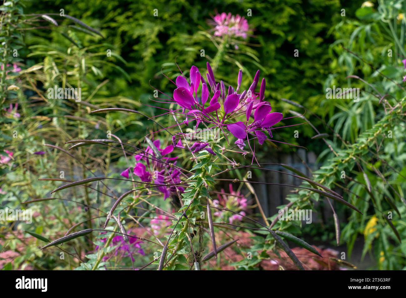 lila Spinnenblume Blüte, Cleome spinosa, mit Cannabis ähnlichem Duft und Aussehen Stock Photo