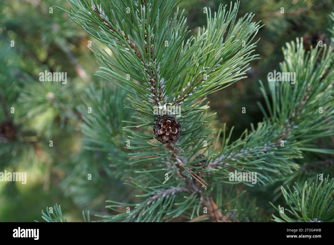 Pinus uncinata(Mountain pine) is a plant with glossy-textured asymmetrical cones, the scales of which are much thicker on the upper side. Stock Photo