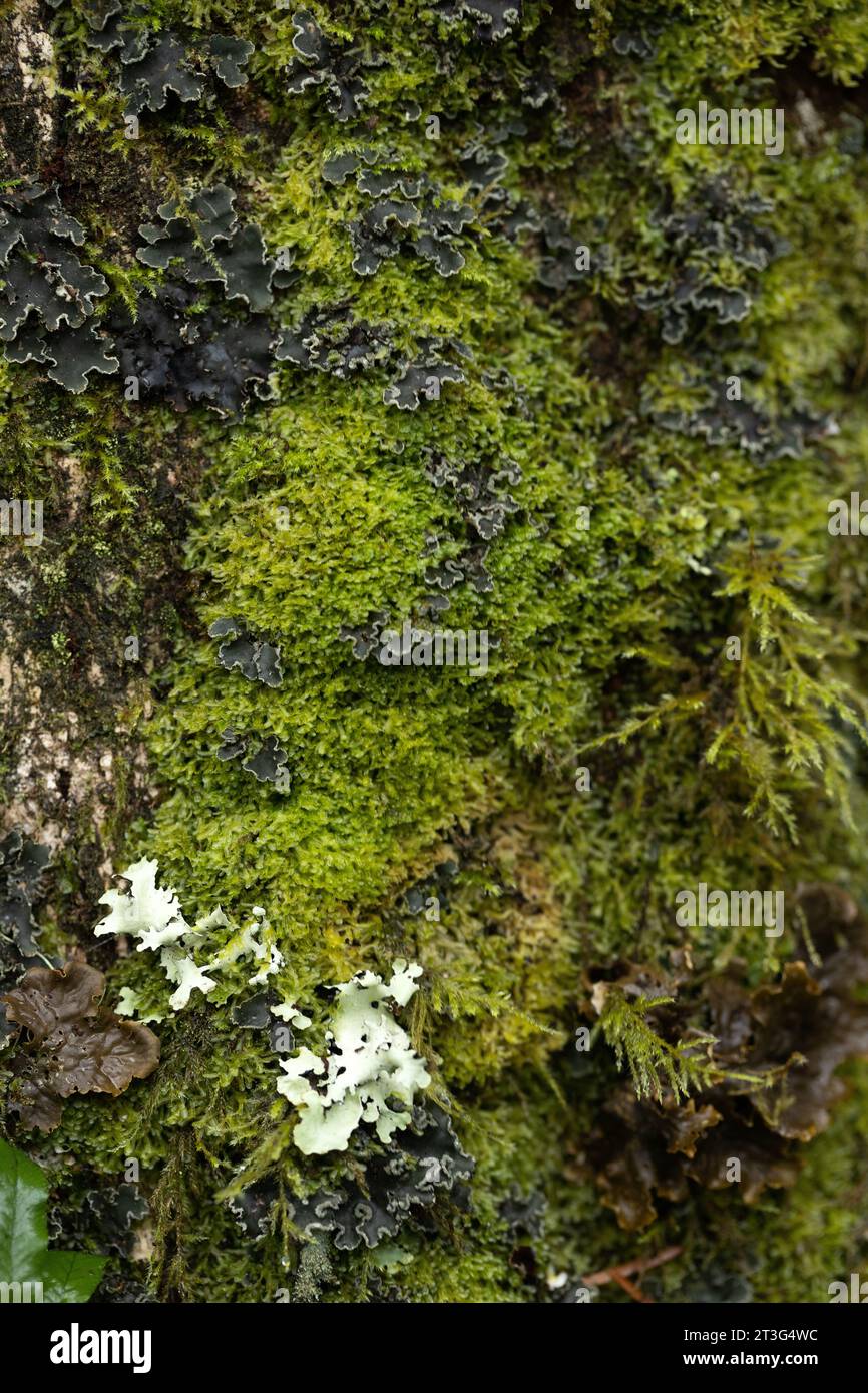 Close up of a tree trunk with several different types of lichen covering it. Stock Photo