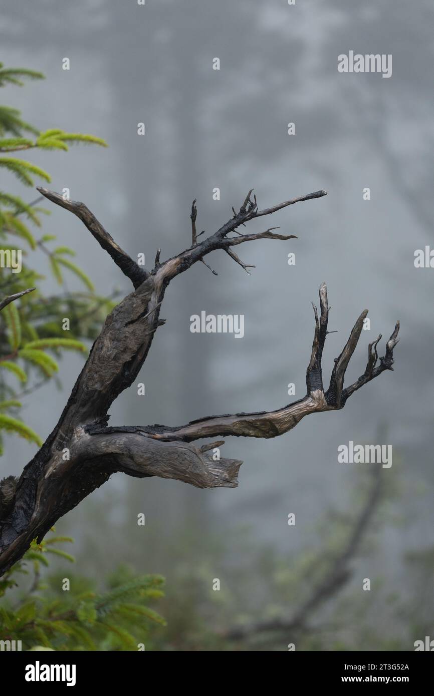 Dark creepy foggy forest hi-res stock photography and images - Alamy