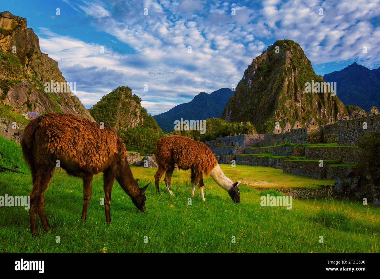 Llamas in the foreground with Huaynapicchu mountain in the background, Machupicchu Peru. Stock Photo