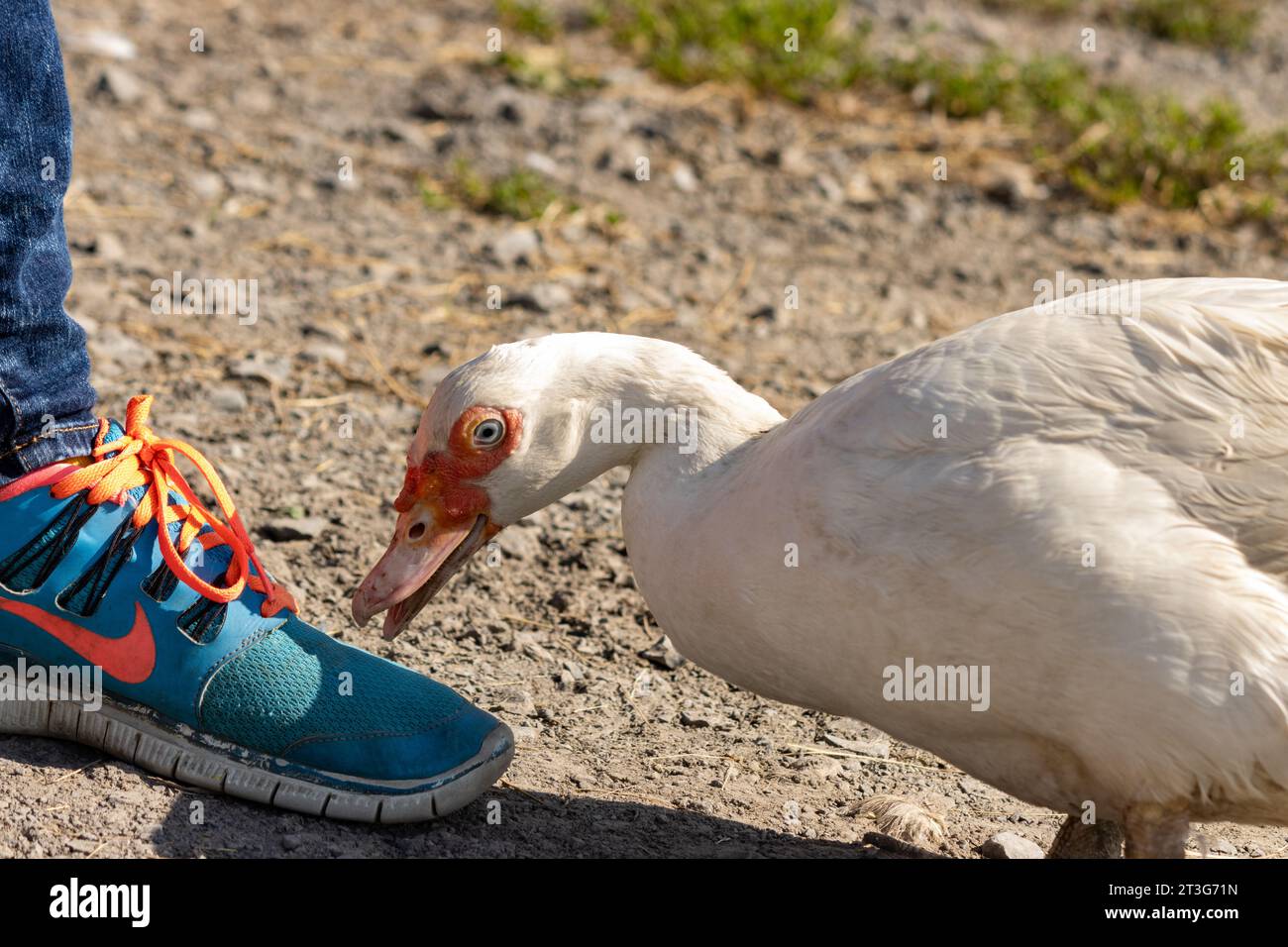 A white goose plays with shoelaces; it's up to no good Stock Photo