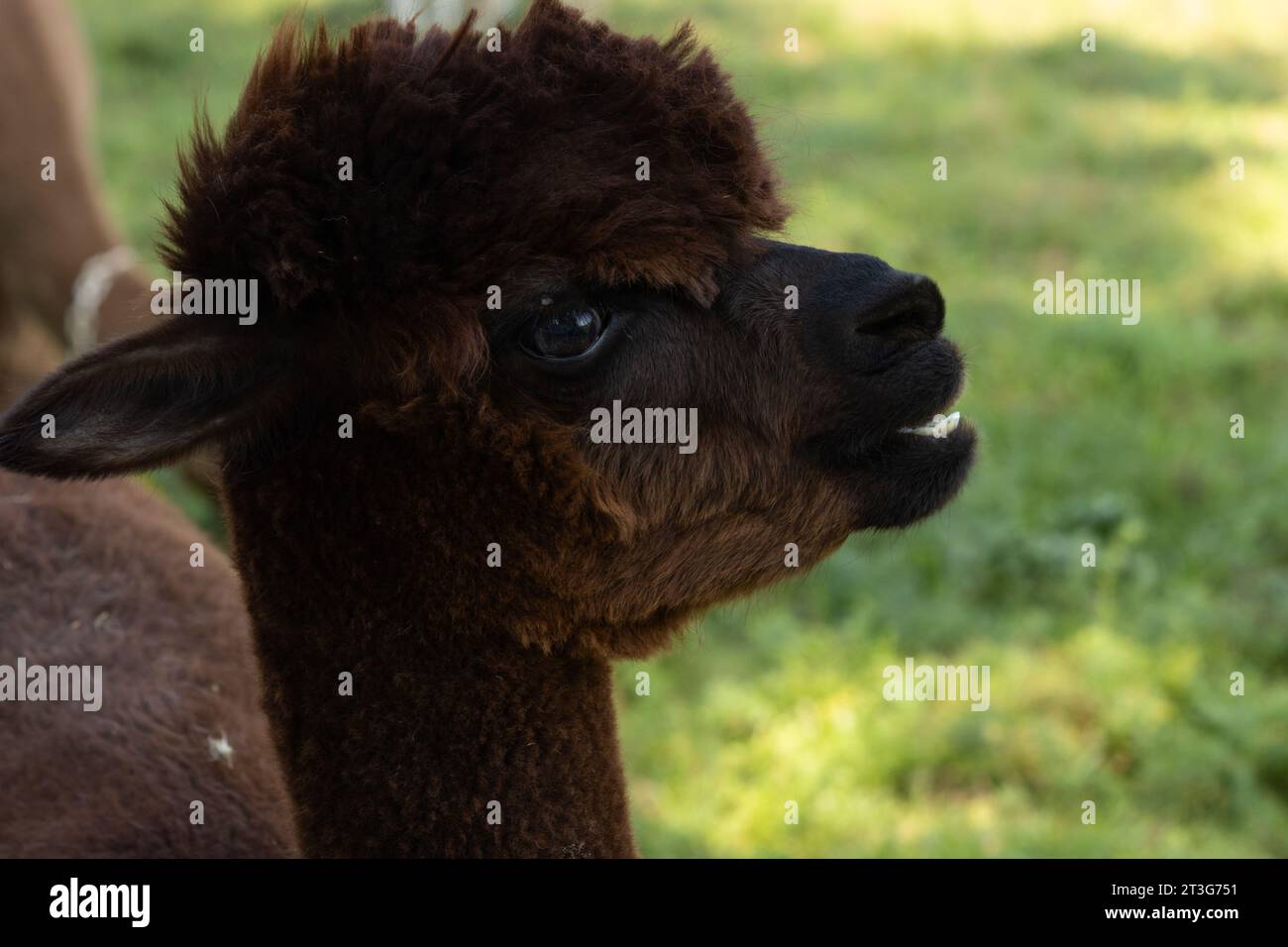 A brown alpaca with a silly grin looks like a billygoat Stock Photo