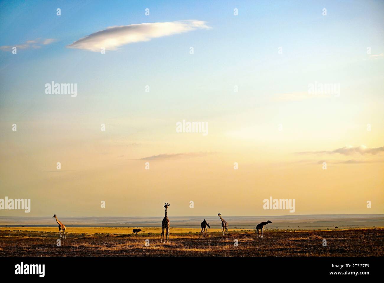 Girafe maasai mara hi-res stock photography and images - Alamy