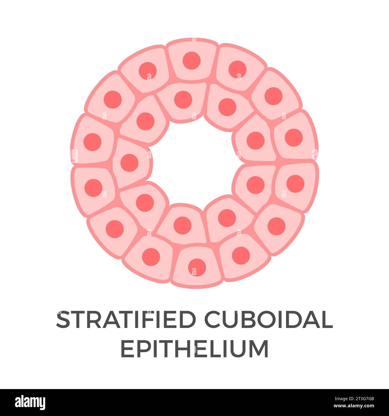 Stratified cuboidal epithelium. Epithelial tissue types. Multiple layers of cube-like cells. Occurs in the excretory ducts of sweat glands. Vector Stock Vector