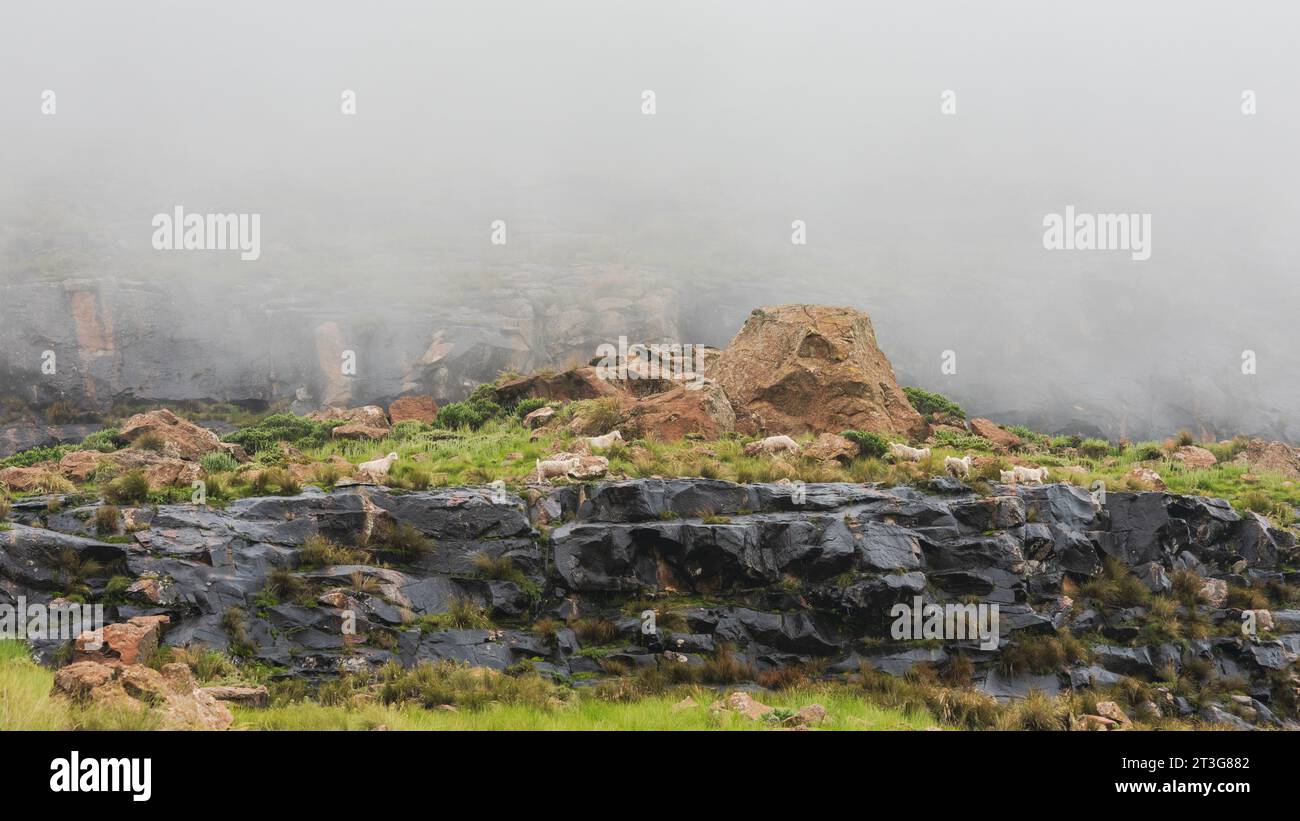Sheep grazing on a misty slope hi-res stock photography and images - Alamy