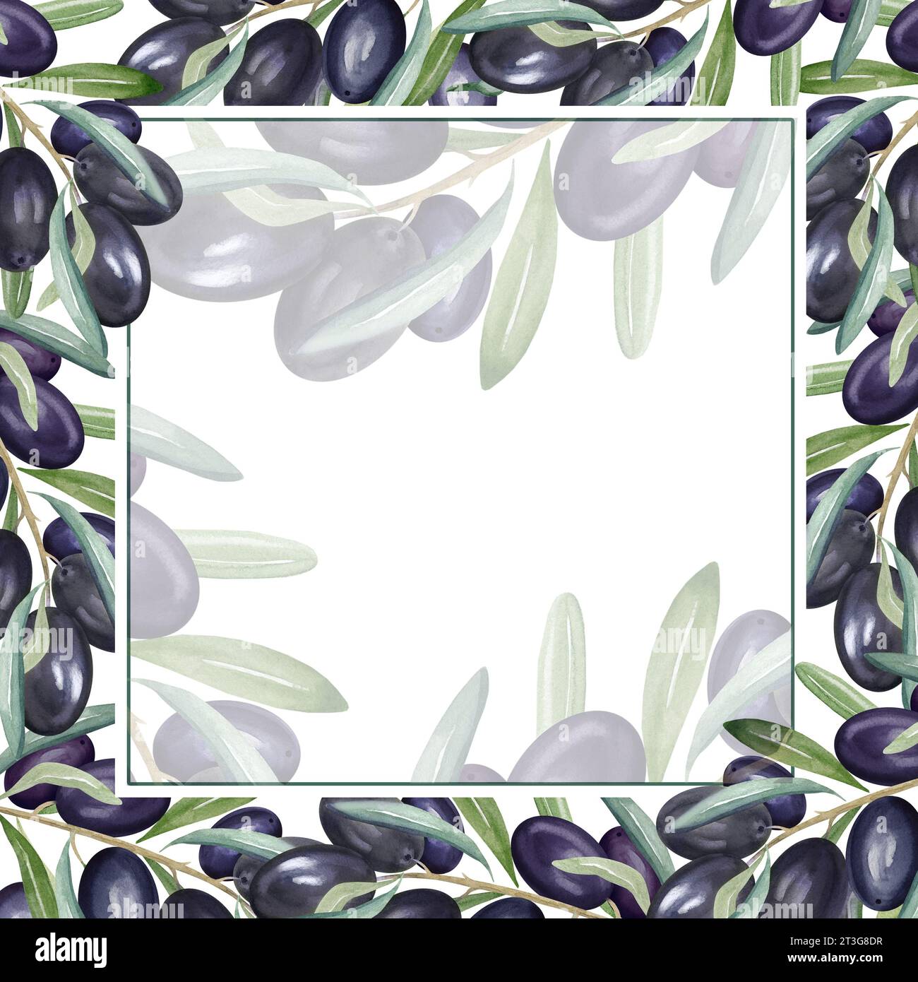 watercolor square frame with branch of black olives with leaves and ...