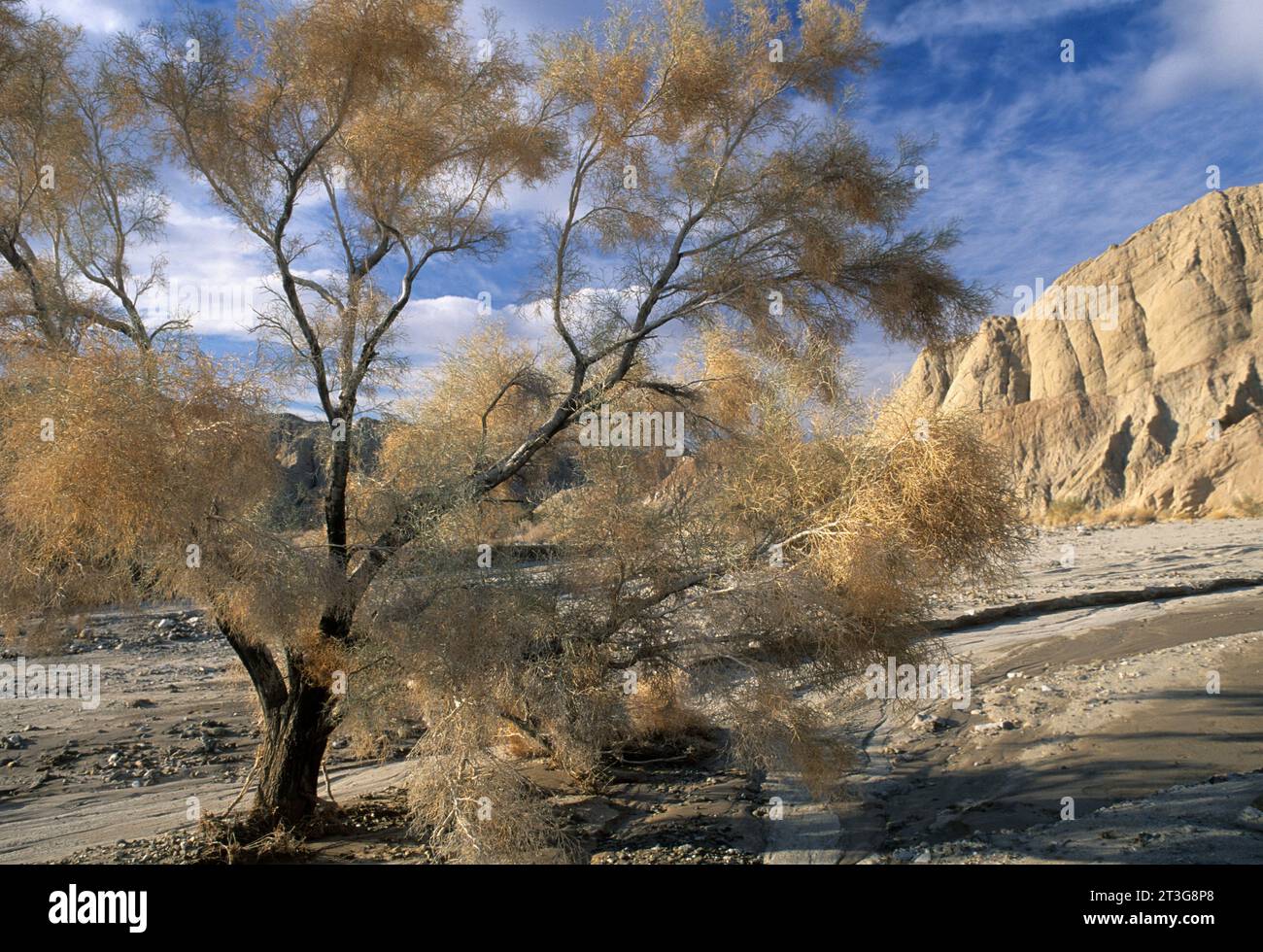 Smoke tree at Canyon Sin Nombre, Anza Borrego Desert State Park, California Stock Photo