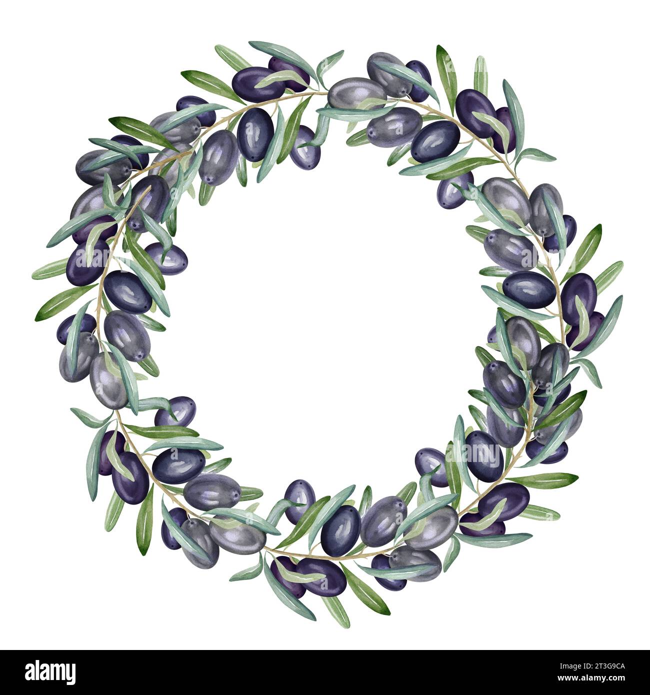 watercolor wreath with branch of black olives with leaves and fruits ...