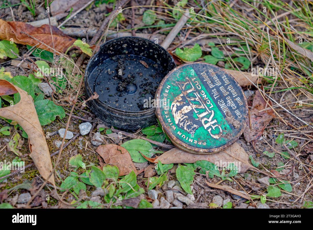 grizzly long cut chewing tobacco Grizzly long cut chewing tobacco plastic container with some left inside  laying on the ground in a park discarded polluting the environment closeup  vi Stock Photo