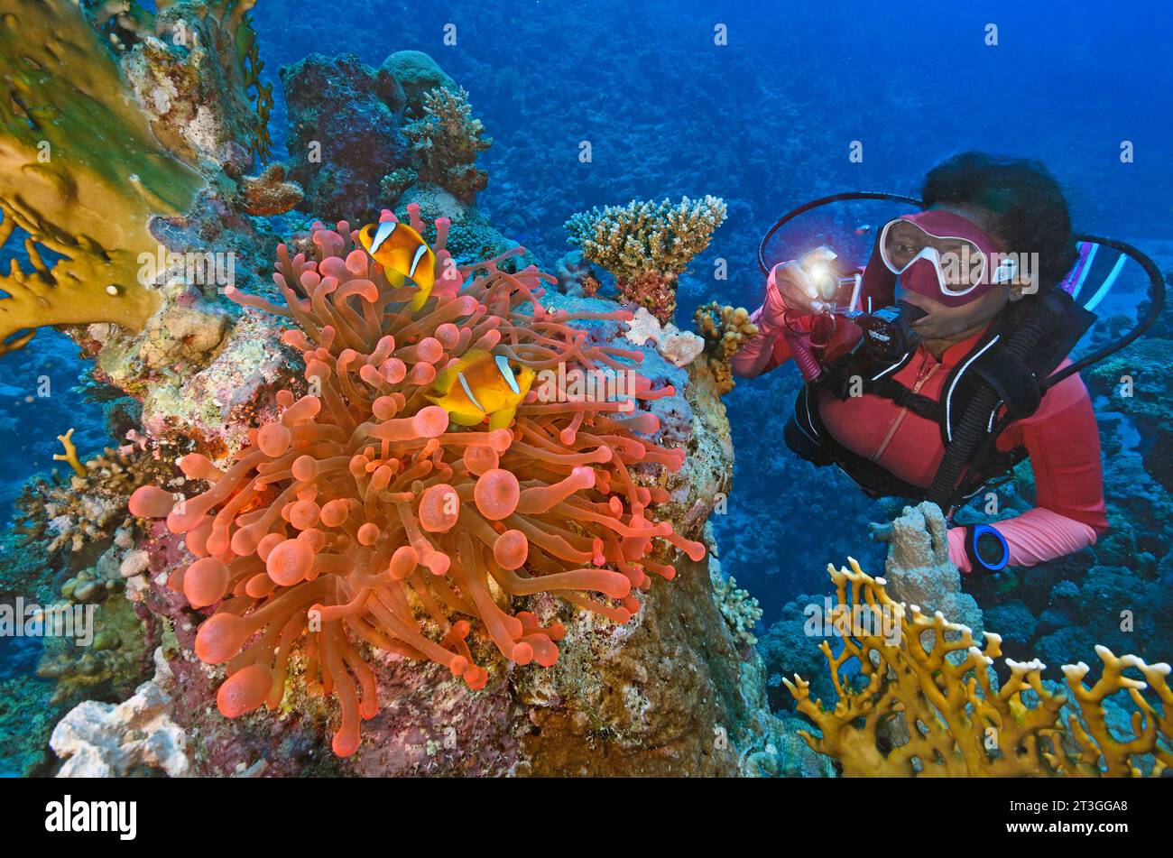 Egypt, Red Sea, an anemon and two clownfishes (Amphiprion bicinctus) Stock Photo