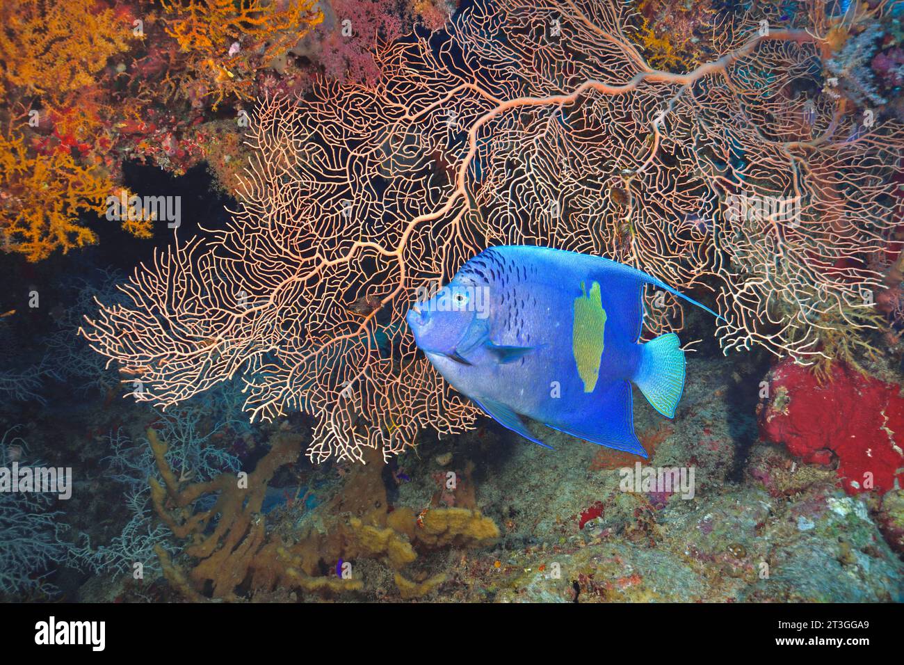 Egypt, Red Sea, a yellowbar angelfish (Pomacanthus maculosus) on a background of giant sea-fan coral (Annella mollis) Stock Photo