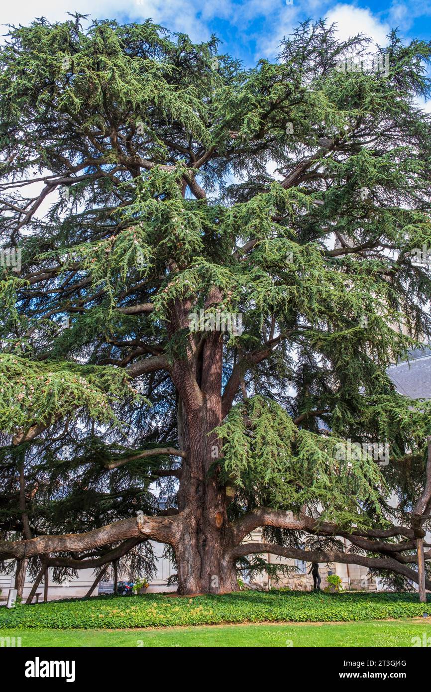 France, Indre et Loire, Tours, garden of the Fine Arts Museum, cedar of Lebanon (Cedrus libani) planted in 1804 and labeled Remarkable Tree of France Stock Photo
