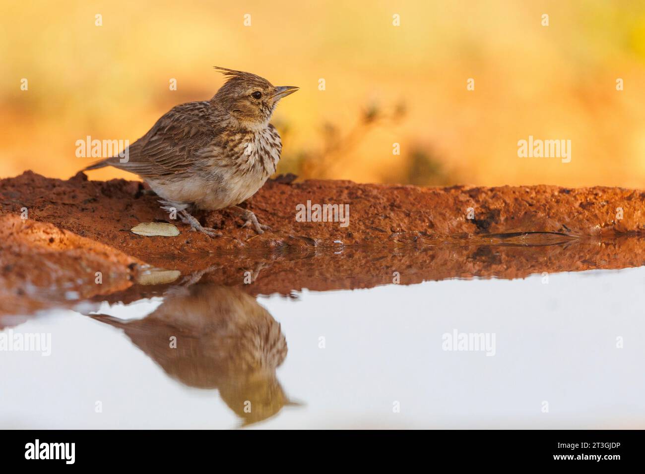 Spain, Province of Castilla-La Mancha, private property, Crested lark (Galerida cristata), on the ground, drinking from a waterhole Stock Photo
