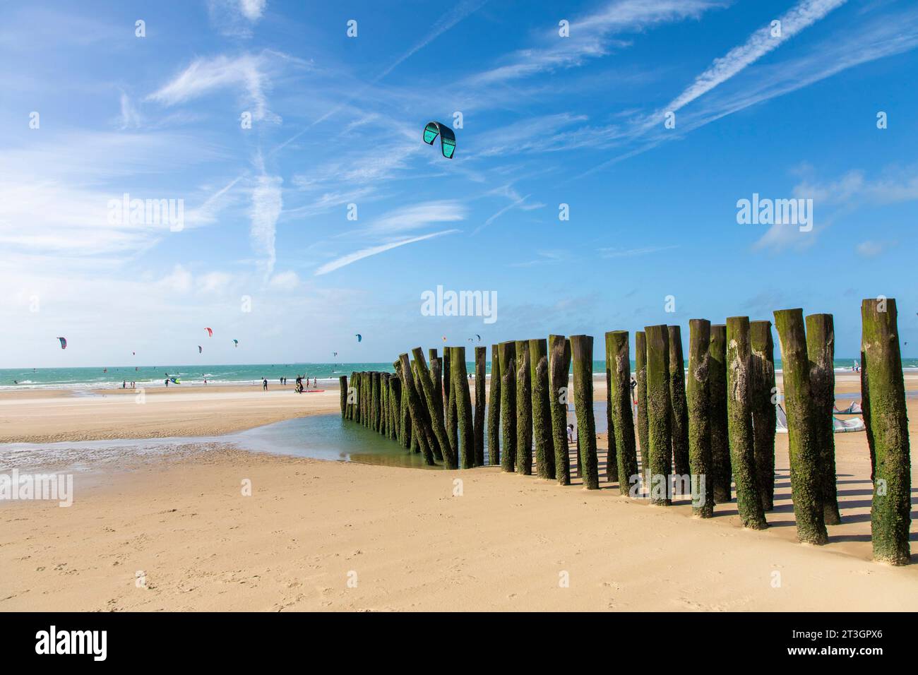 France, Pas de Calais, Wissant, breakwater stakes protect the dune from erosion Stock Photo