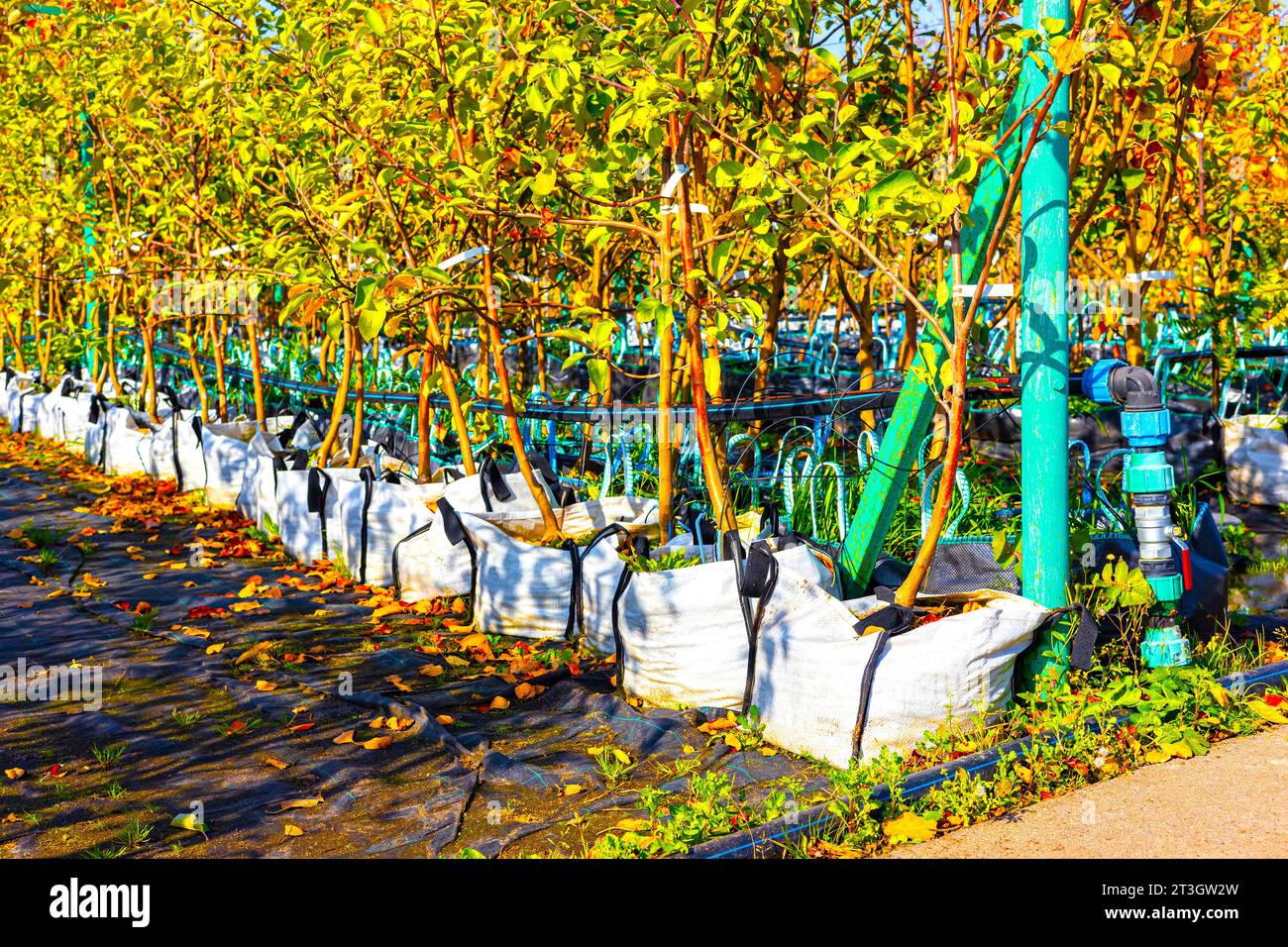 young apple tree in a plant nursery. breeding and growing apple trees