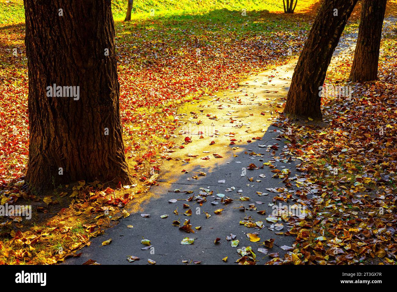 the path in the autumn park is strewn with foliage. autumn leaves on the path in the park Stock Photo