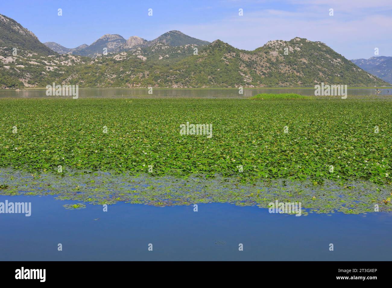 Montenegro, Skadar Lake (Shkodra Lake), Skadar National Park, water lilies Stock Photo
