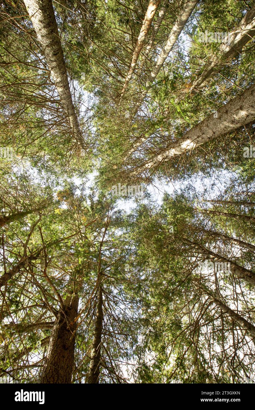 Photographic documentation of the under canopy of a fir forest Stock Photo