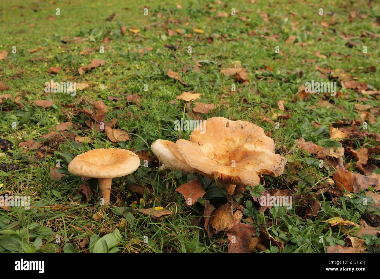 a group brown russula mushrooms in a green meadow in a forest Stock Photo