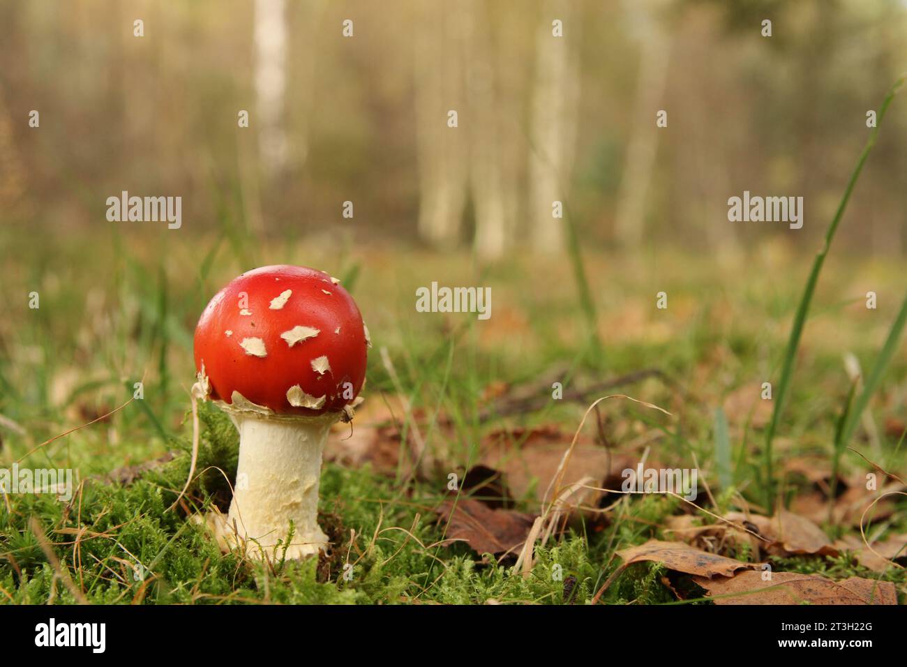 a very little cute red fly agaric mushroom closeup with a soft green background Stock Photo