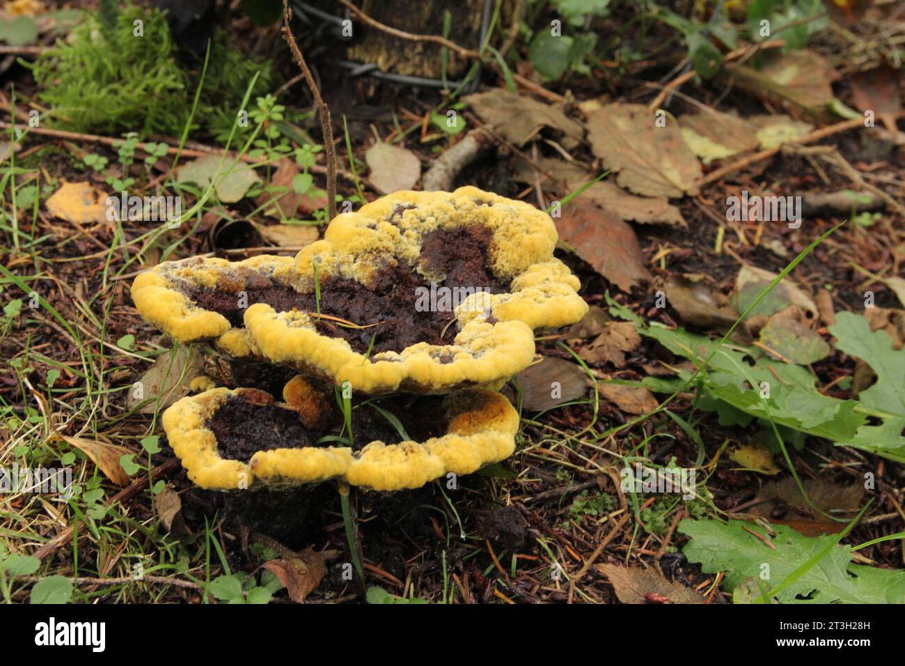 two beautiful dyer's maze gill with a yellow edge closeup in a pine forest in autumn Stock Photo