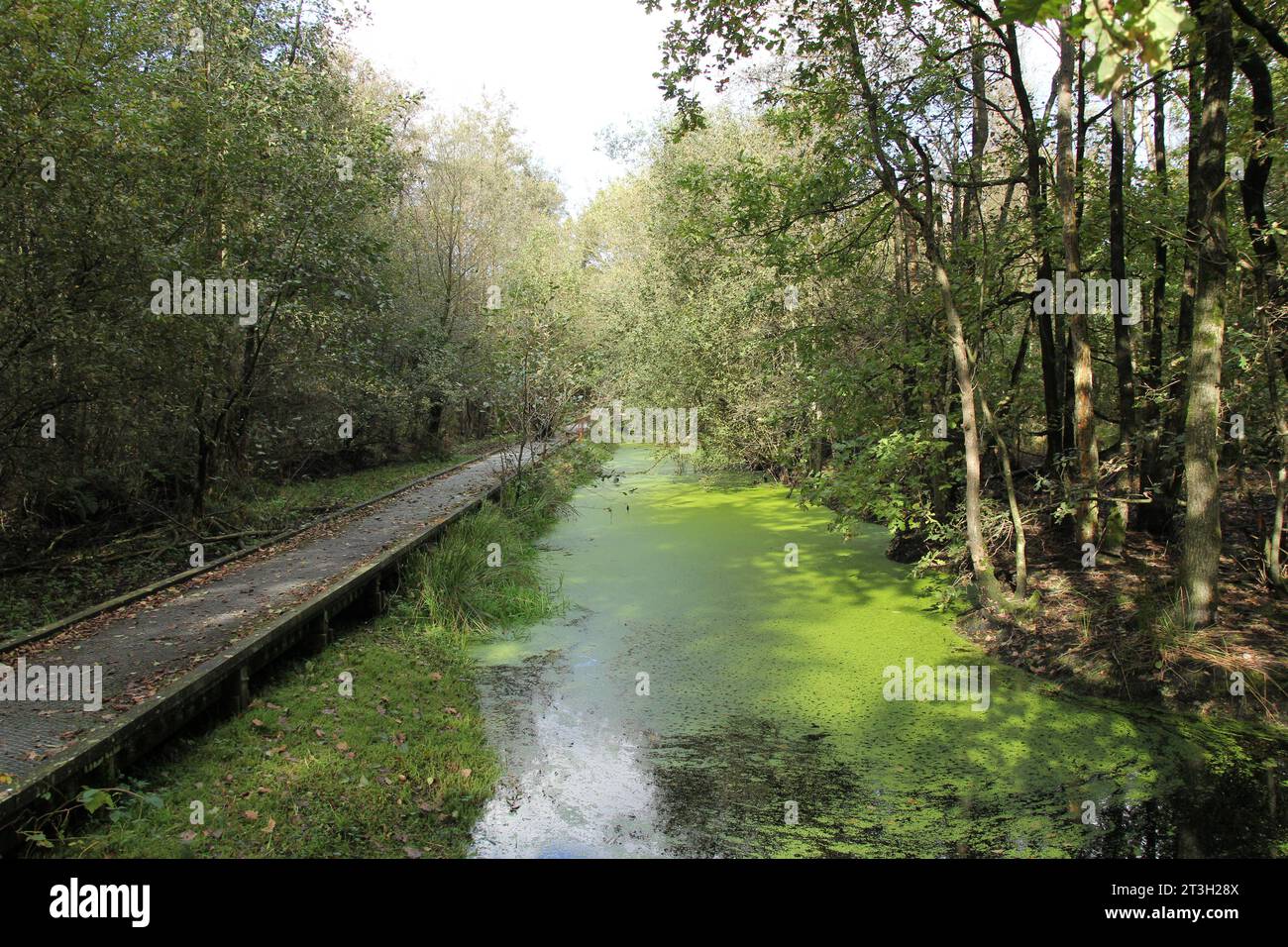 a raised walkway over a pool with water and duckweed in swamp forest with alder and birch trees in autumn Stock Photo