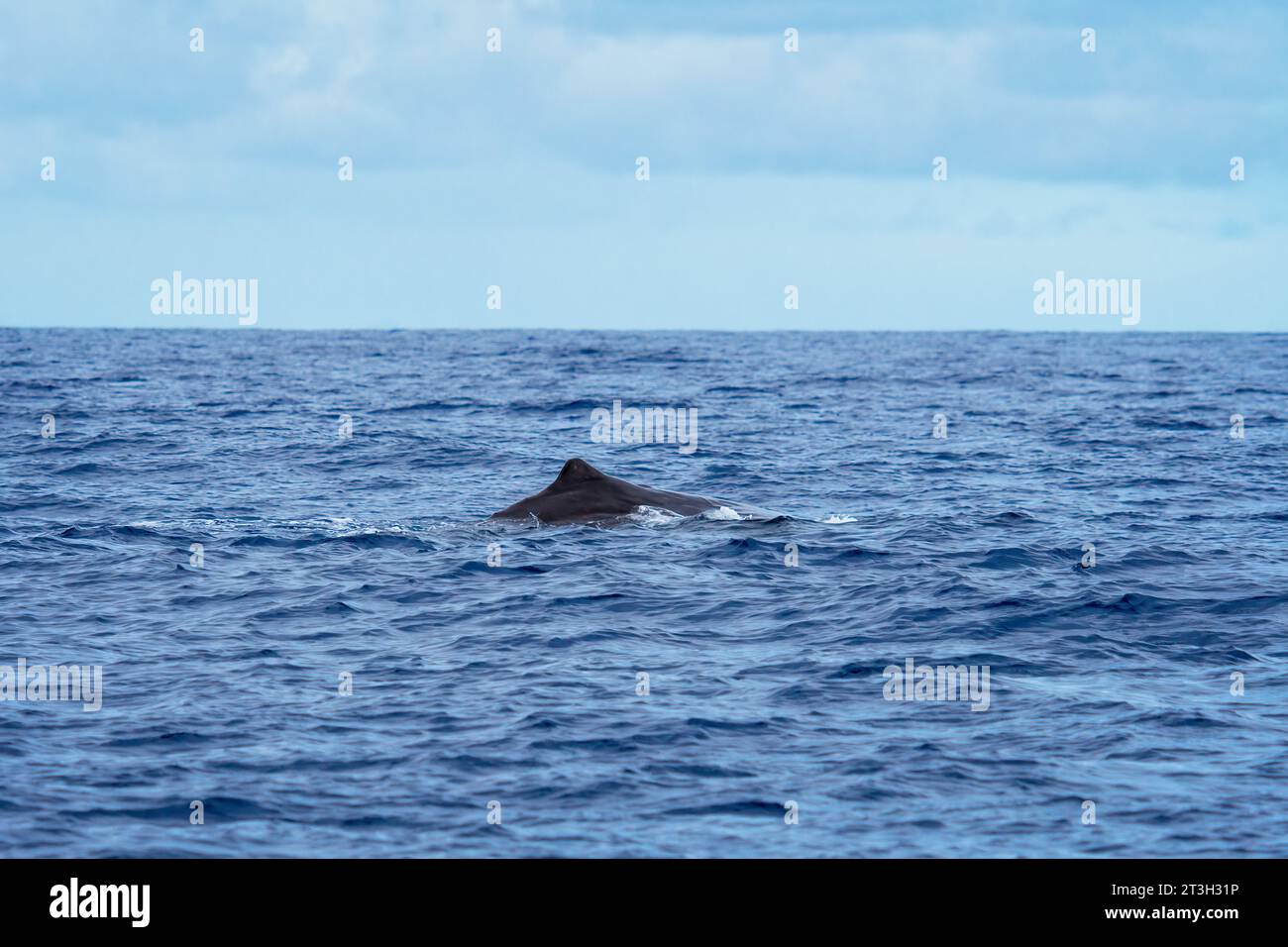 Sperm whale in the coast of Sao Miguel Island in Azores Stock Photo