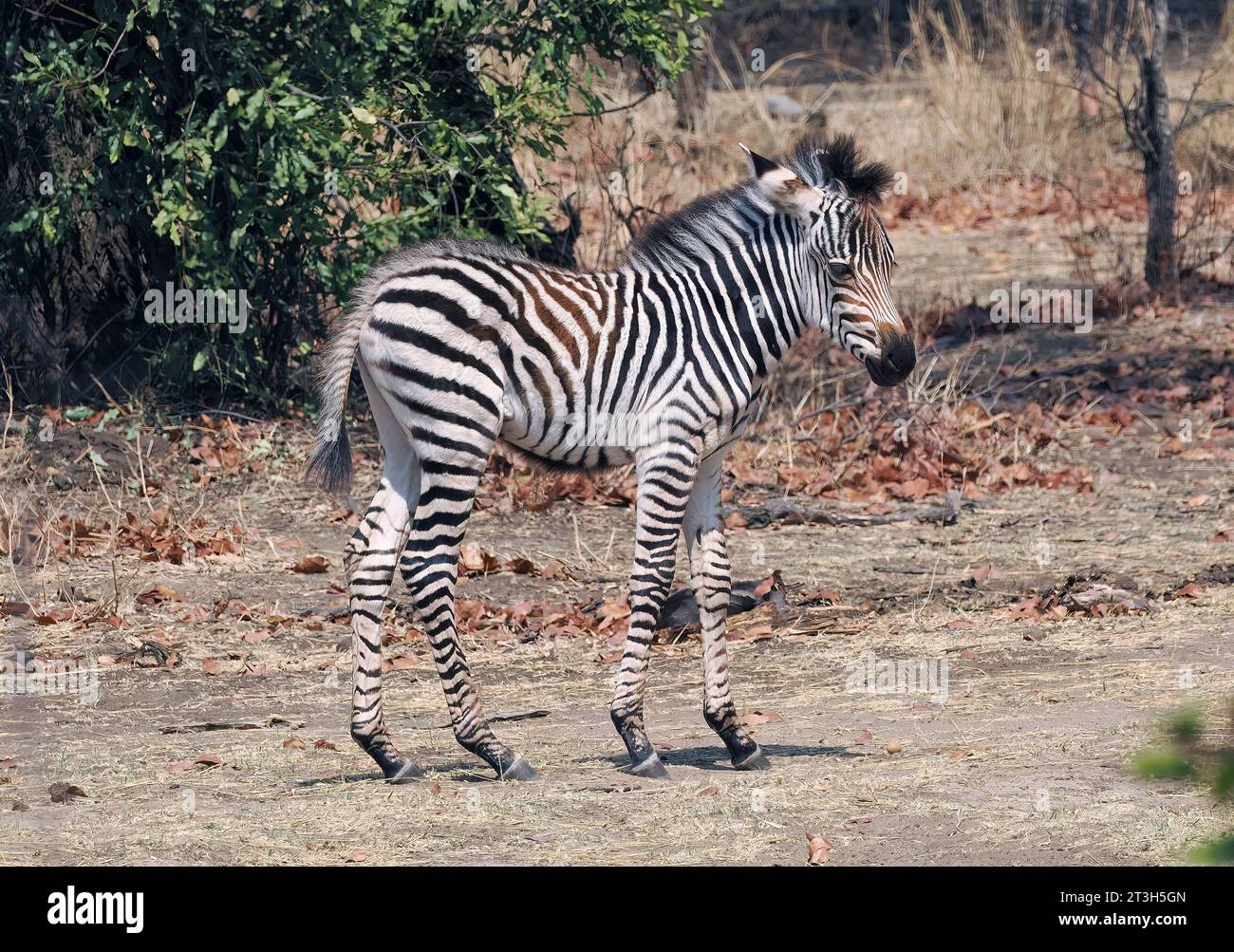 Grant's zebra, Böhm- oder Grant-Zebra, Zèbre de Grant, Equus quagga boehmi, Mosi-oa-Tunya National Park, Zambia, Africa, UNESCO World Heritage Site Stock Photo