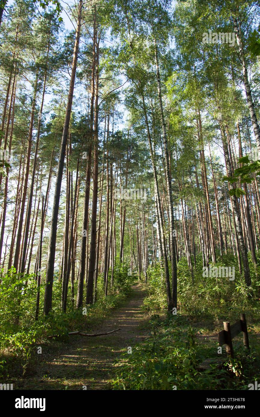 The late afternoon view of the forest path in early Autumn (Lithuania). Stock Photo