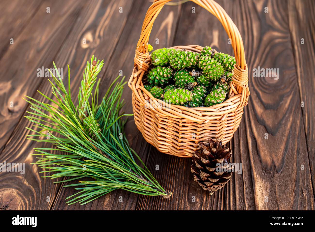 Gathered green pine cones, a natural remedy in the making Pine cones