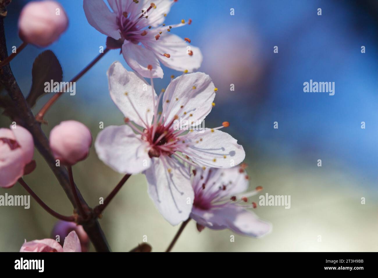 Cherry tree branch in bloom seen up close Stock Photo - Alamy