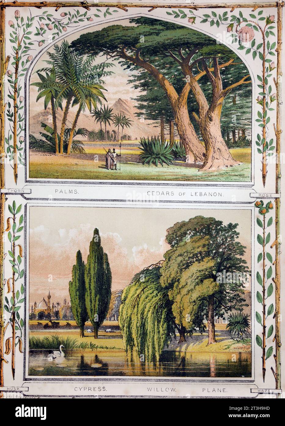 Bible Natural history Illustration on 19th Century Bible - Trees Palms, Cedars of Lebanon, Cyprus, Willow and Plane and Bushes Thorns, Rose, Husk and Stock Photo