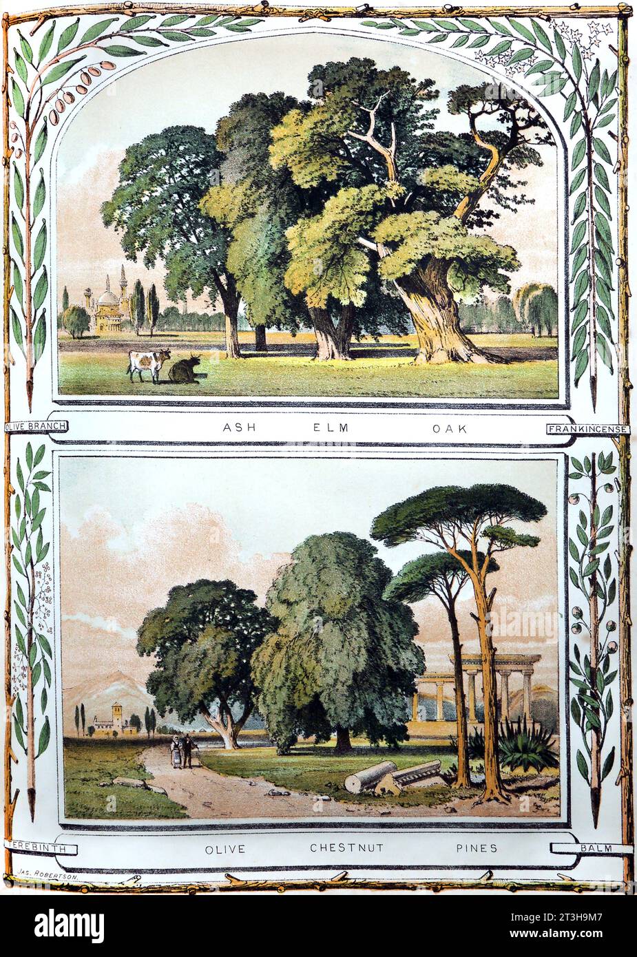 Bible Natural history Illustration in 19th Century Bible Trees Ash