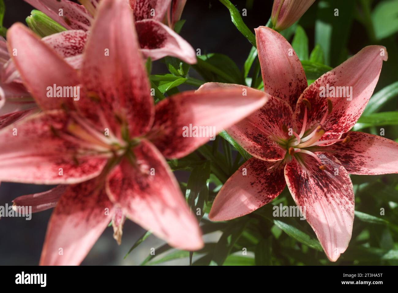 Crimson lilies in bloom seen up close Stock Photo