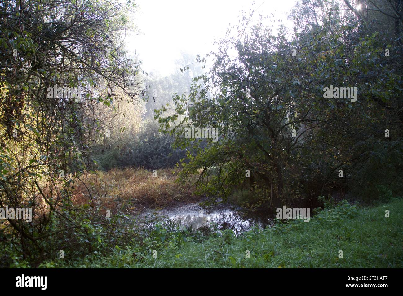 Inlet with floating plants on it in the middle of a forest Stock Photo ...