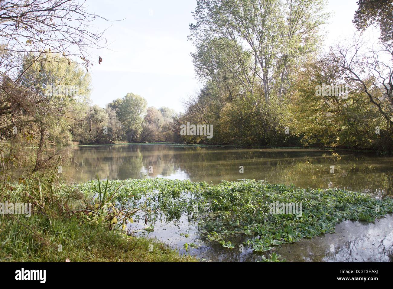 Inlet with floating plants on it in the middle of a forest Stock Photo ...