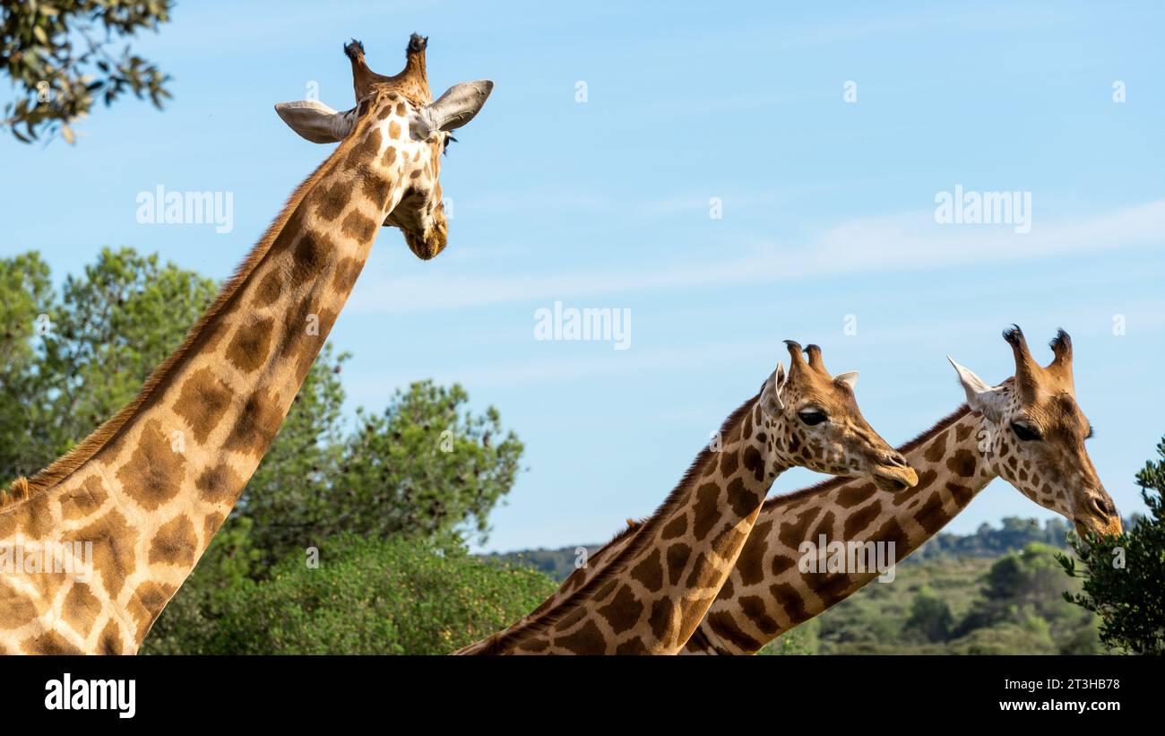 Beautiful spotted giraffes eating hi-res stock photography and images ...