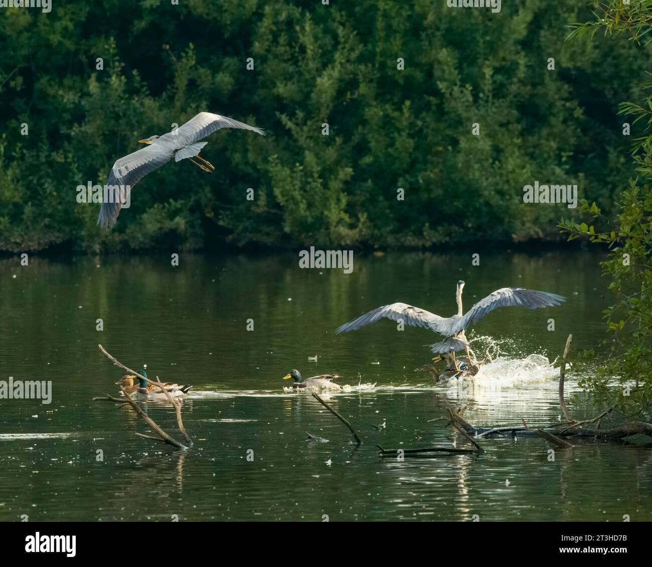 Grey herons (Ardea cinerea) and mallard ducks (Anas platyrhynchoson) at the Cemetery Lake, Southampton Common Stock Photo